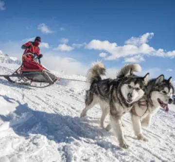 Chien de traineau