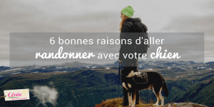 découvrez les bonnes raisons d'aller randonner avec votre chien