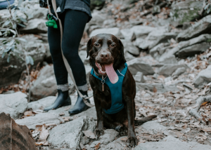 votr chien vous remerciera de l'avoir accompagné en randonnée