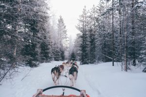 un attelage de chiens de traineau